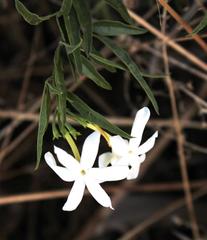 Jasminum tortuosum