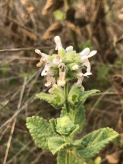 Stachys pycnantha