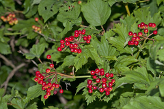 Viburnum opulus