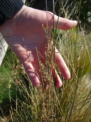 Juncus sarophorus