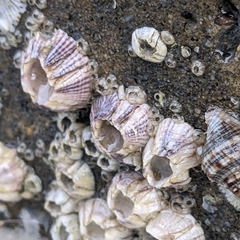 Amphibalanus reticulatus