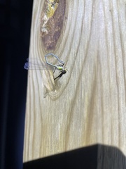 Enallagma vesperum