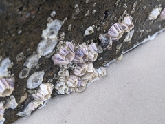 Amphibalanus reticulatus