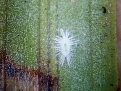 Rastrococcus asteliae