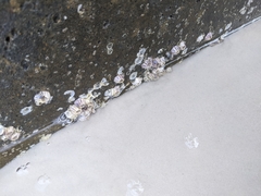 Amphibalanus reticulatus