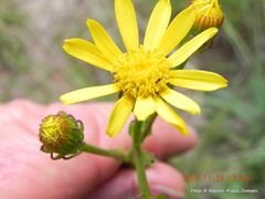 Senecio parentalis