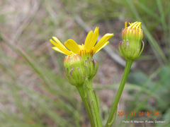 Senecio parentalis