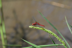 Crocothemis servilia mariannae