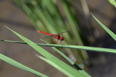 Crocothemis servilia mariannae