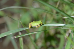 Hyla japonica