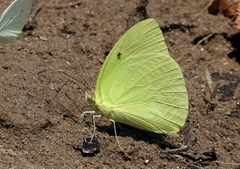 Aphrissa statira statira