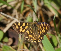 Oreixenica kershawi