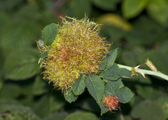 Diplolepis rosae