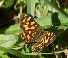 Oreixenica kershawi