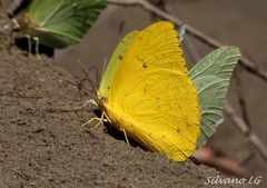 Phoebis philea philea