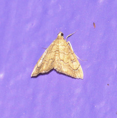 Scybalistodes vermiculalis