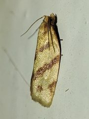 Clepsis pallidana