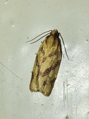 Clepsis pallidana