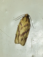 Clepsis pallidana