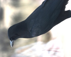 Corvus capensis capensis