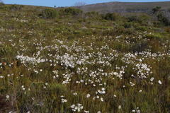 Edmondia