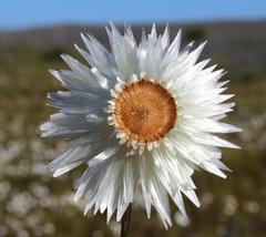 Edmondia