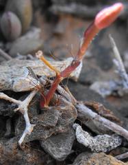 Anacampseros retusa