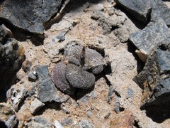 Anacampseros retusa