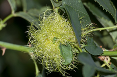 Diplolepis rosae