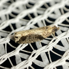 Statherotis pendulata