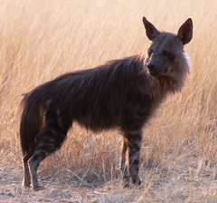 Brown Hyena photo 3
