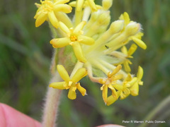 Lasiosiphon kraussianus kraussianus