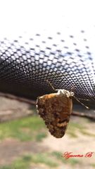 Phyciodes pallescens
