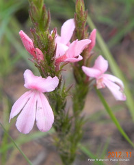 Striga bilabiata bilabiata