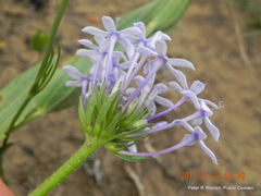 Pentanisia prunelloides prunelloides