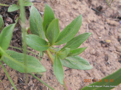 Pentanisia prunelloides prunelloides