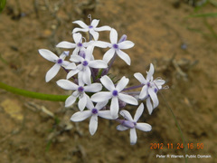 Pentanisia prunelloides prunelloides