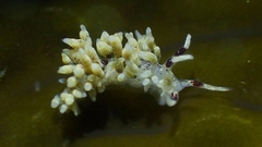 Cuthona hamanni