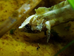 Paraclinus integripinnis