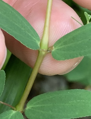 Euphorbia hyssopifolia iNat (2)