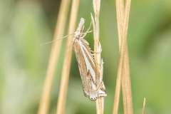 Crambus whitmerellus