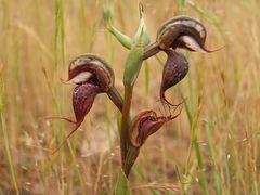 Pterostylis boormanii