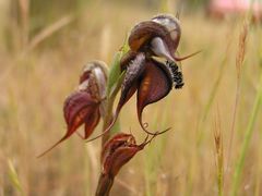 Pterostylis boormanii