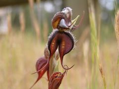Pterostylis boormanii