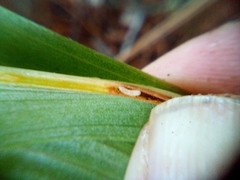 Phorostichus linearis