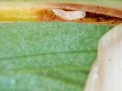 Phorostichus linearis