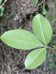 Zanthoxylum ovalifolium