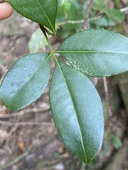 Zanthoxylum ovalifolium