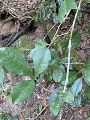 Zanthoxylum ovalifolium