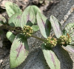 Euphorbia hirta image